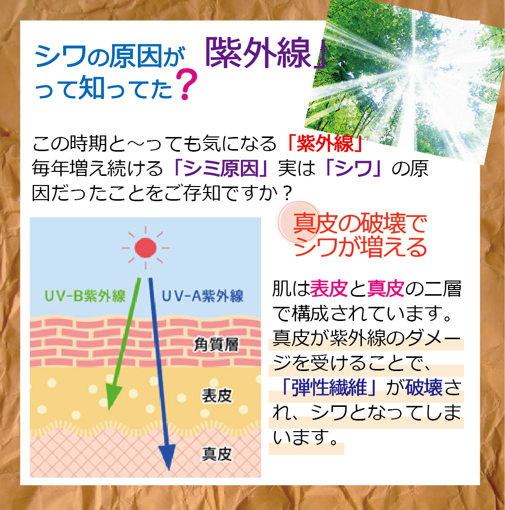 豆知識】シワの原因は「紫外線」って知ってた？ – ヘルメス・ジャパン